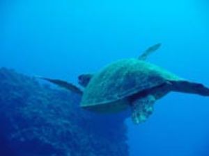 Turtle outside Saipan Grotto at 60 feet w/ digital still by Martin Dalsaso 